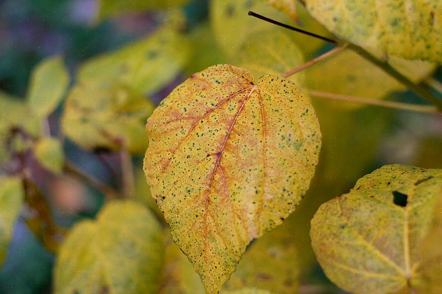 De wortels van planten die niet bestand zijn tegen drassige grond