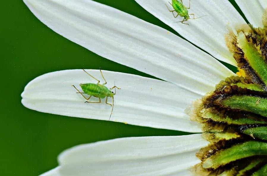 Tuinders kookten vroeger water met Fels-naptha-zeep om een effectief zeepinsecticide te maken