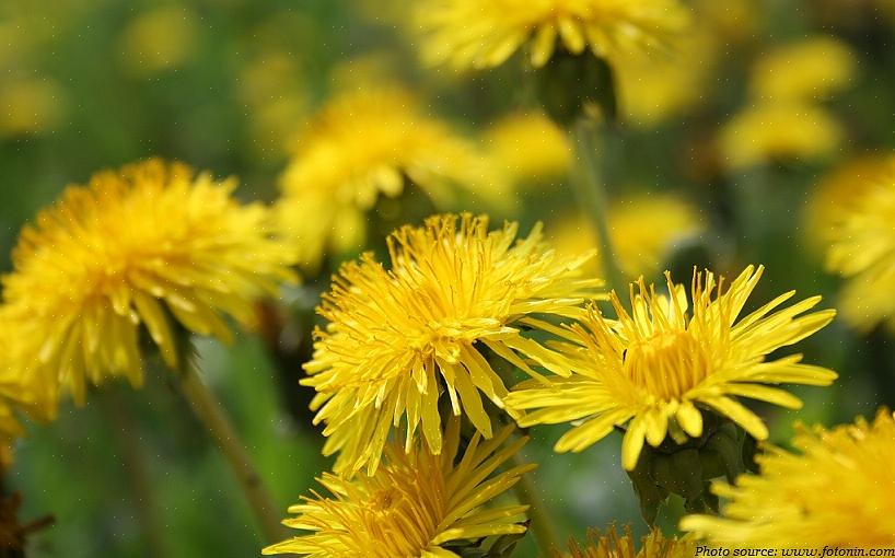 Misschien wilt u ook weten dat Paardebloemgroenten prachtig drogen