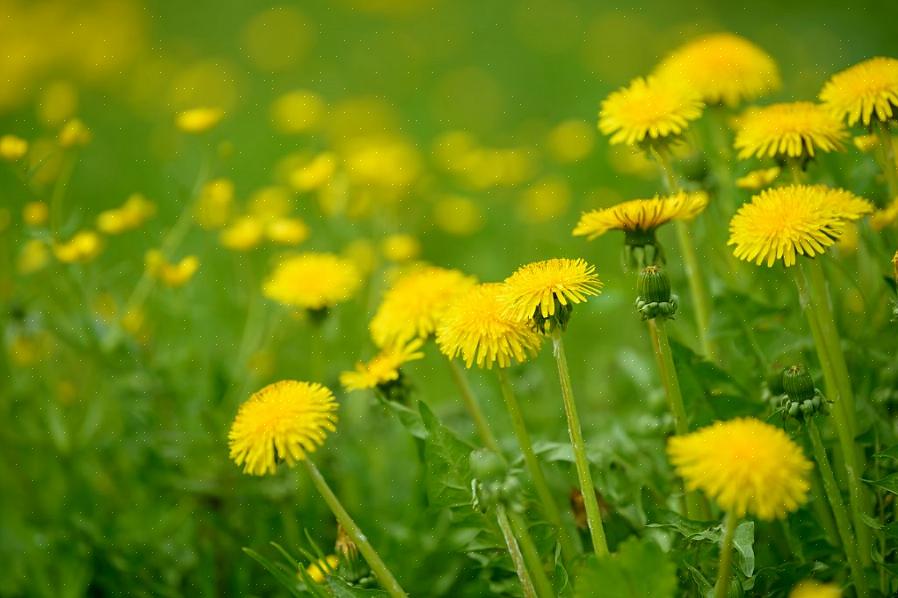 Paardebloemen hebben een lange