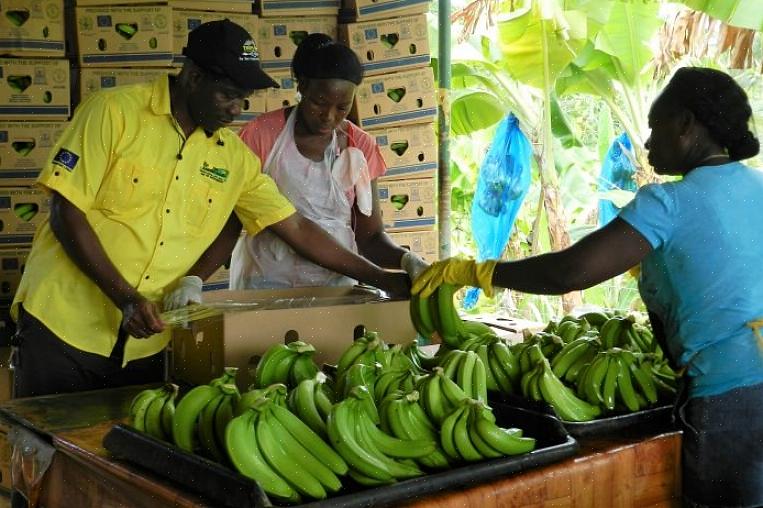 Plantains gedijen in verdichte grond