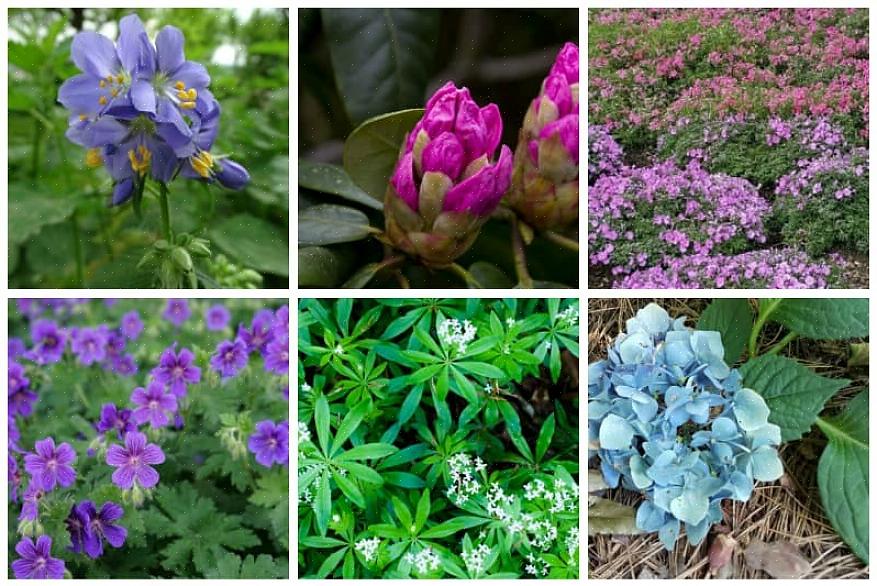 "Welke planten groeien onder groenblijvende bomen?"