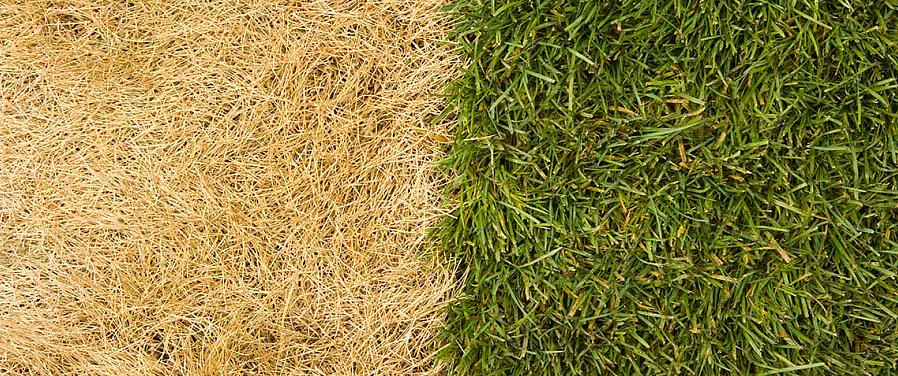 Droogtetolerant gazongras