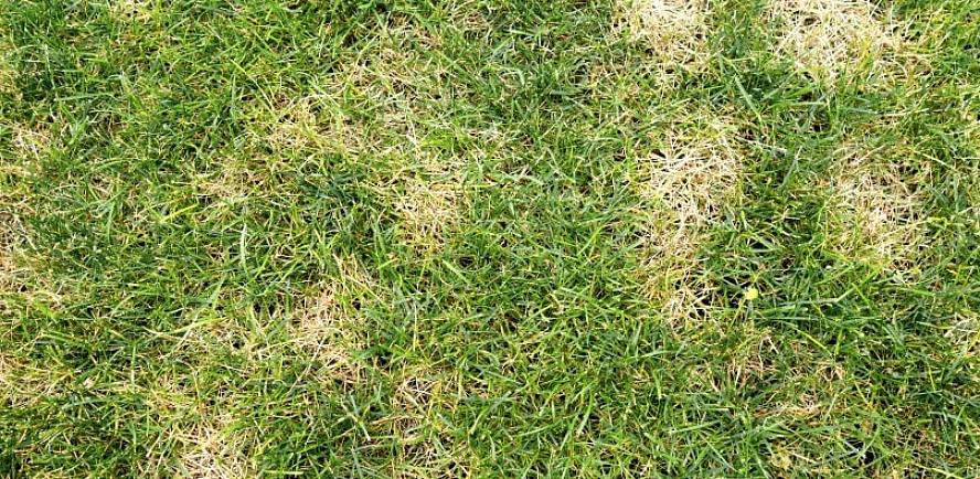 Maar slechts één krijgt de officiële naam bruine vlek
