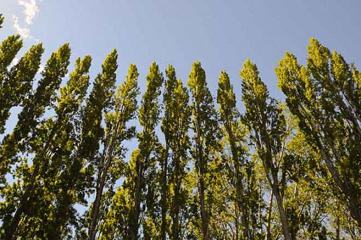 Ten tweede houden schaduwbomen in de zomer de staltemperatuur lager