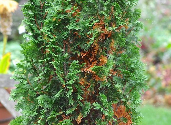 Maar als uw arborvitae-struik bruin wordt in de winter of het vroege voorjaar