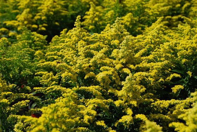 / of klimmer uit deze lijst met bloeiende planten voor tuinen in Michigan