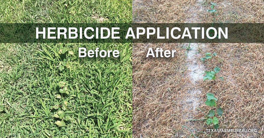 Een herbicide is een product dat wordt gebruikt om ongewenste planten te doden