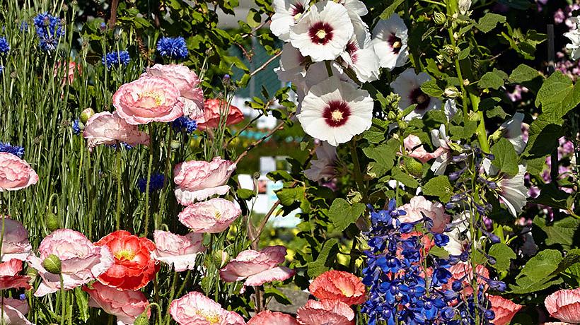 Uw snijbloemen hebben een bodem nodig die rijk is aan organisch materiaal