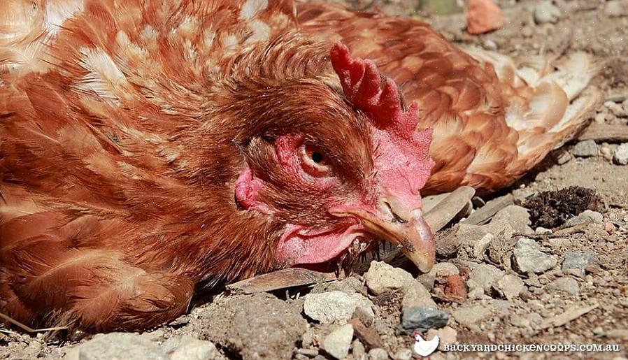 Omdat kippen worden aangetrokken door de kleur rood