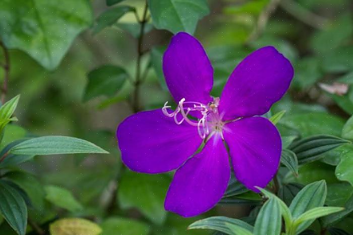 Qua gemak is Tibouchina niet erg moeilijk om binnen te kweken