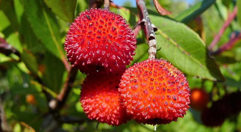 Naast een aardbeiboom wordt Arbutus unedo ook wel Killarney-aardbeiboom