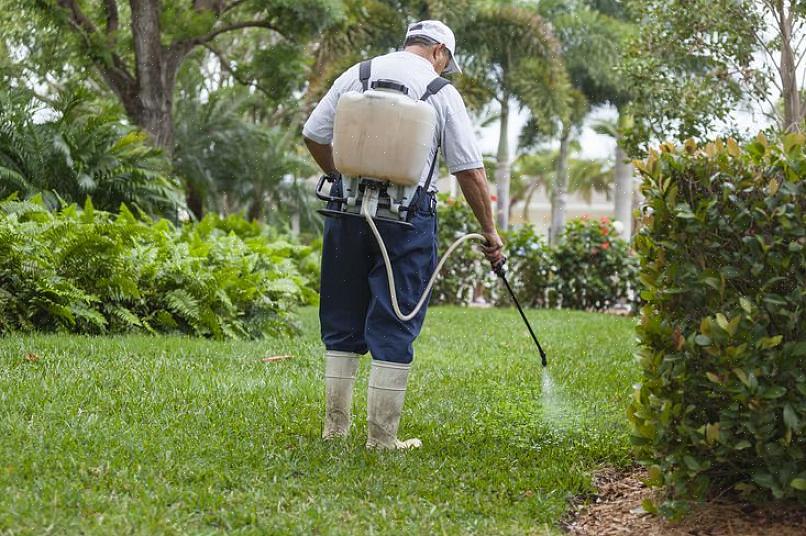 Voorbeelden zijn onder meer Ecosmart Weed &amp