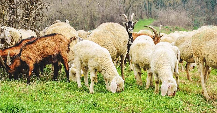 Schapen hebben geen perfect weiland nodig