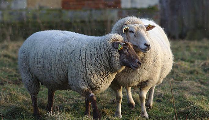 Schapen kan worden geleerd om te komen wanneer ze worden geroepen