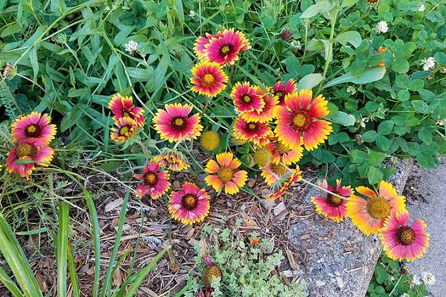 Hoe dekenbloemen te laten groeien
