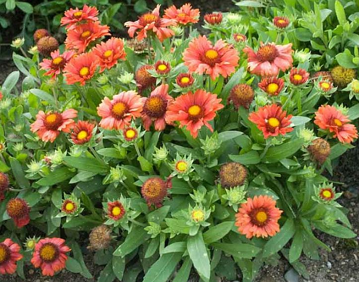 De meeste moderne dekenbloemen die we in onze tuinen kweken