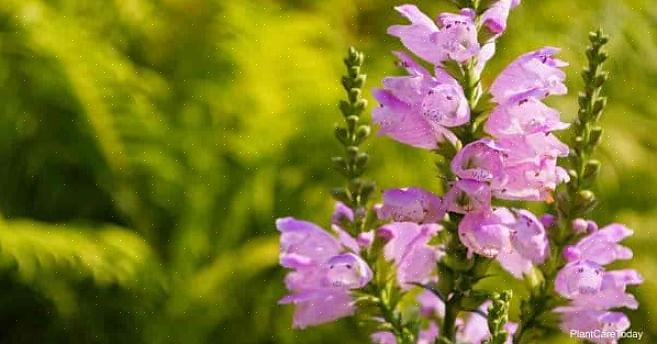 Gehoorzame plant (Physostegia virginiana) heeft zijn gebruikelijke naam gekregen omdat je de individuele