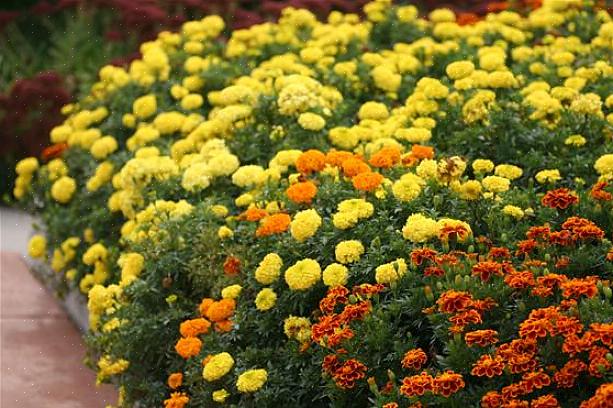 Je kunt korte goudsbloemen vinden die slechts 4-15 centimeter hoog worden