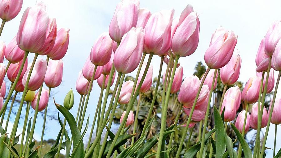 Wanneer je voor het eerst voorjaarsbloeiers plant