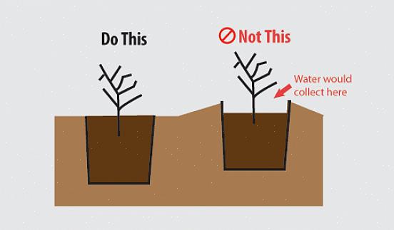 Planten die minstens twee zones sterker zijn dan uw kweekzone