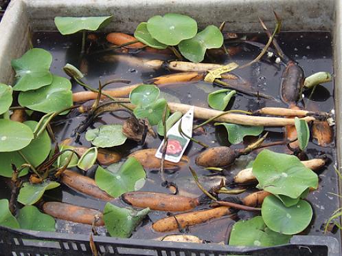 Winterharde planten in ondiep water moeten naar binnen worden gebracht