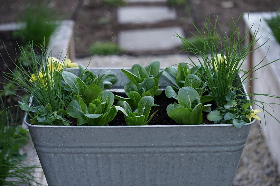 De truc om je snij-en-komen-planten aan de gang te houden