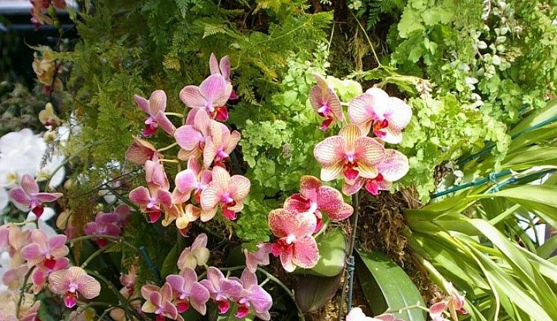 Orchideeën zijn geen zware voeders