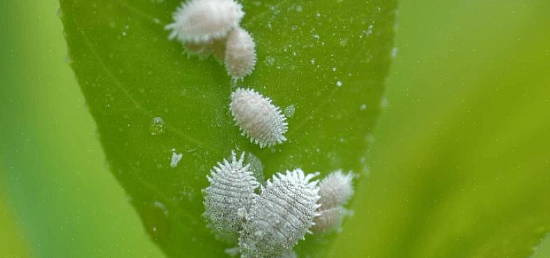 Schaalinsecten zijn meestal verdeeld in twee groepen