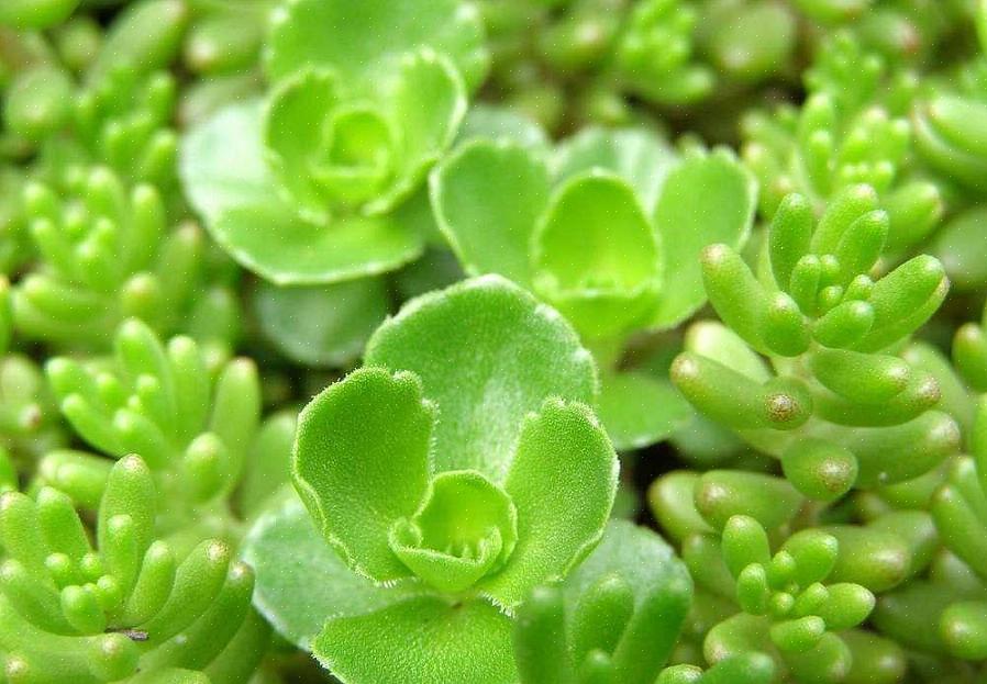 Opzichtige muurpeper
