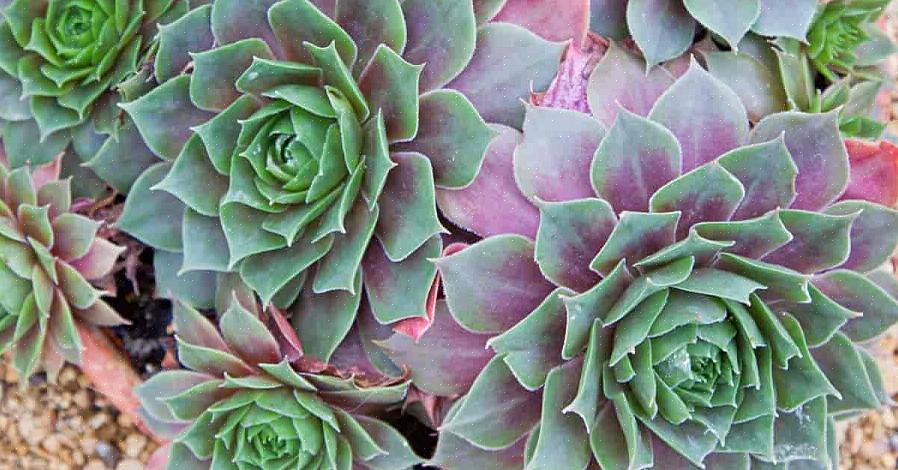 Kippen en kuikens zijn ook erg ondiep geworteld