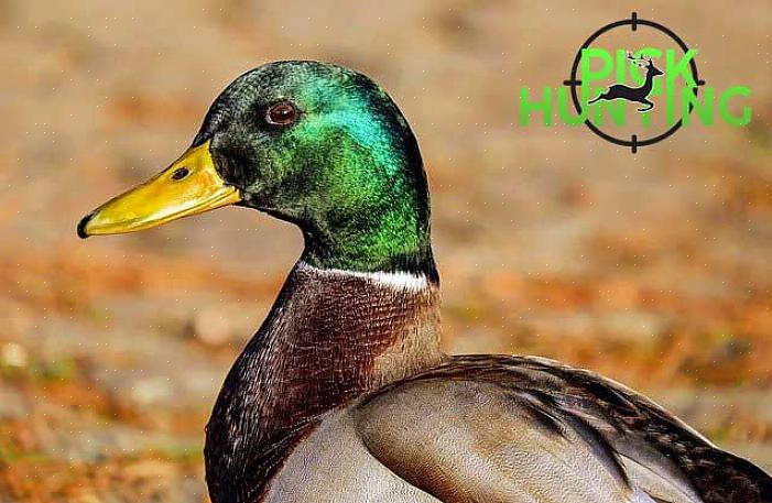 Deze spatelvorm helpt de vogels voedsel te verpletteren dat lijkt op tanden