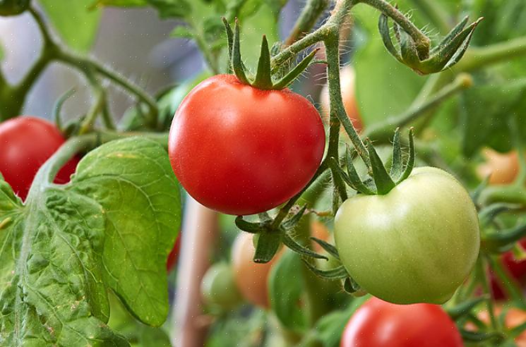 Produceert ongeveer 42 dagen na het planten een oogst van 4 gram rode