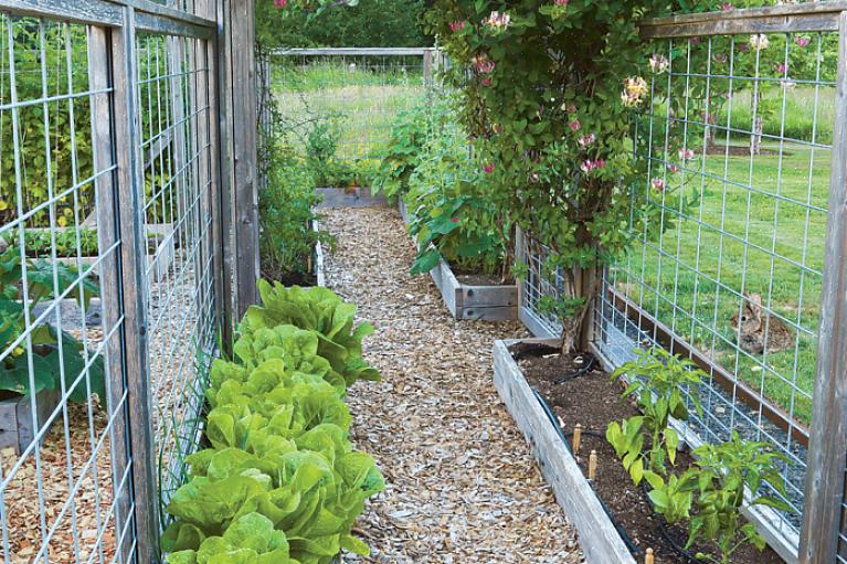 Enkele rijen planten kunnen meer ruimte innemen dan brede rijen