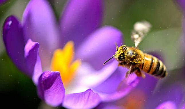 Gebruik lokale inheemse planten