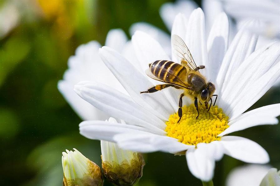 Inheemse plantenkwekerijen zijn waardevolle contacten voor advies over het kiezen
