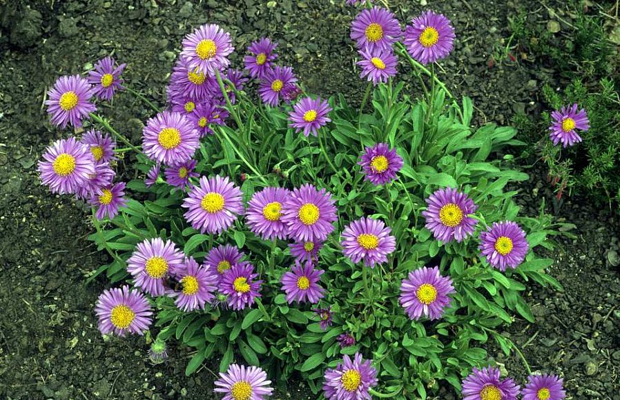 Waardoor tuinders van augustus tot oktober een tapijt van madeliefachtige bloemen op een compacte plant