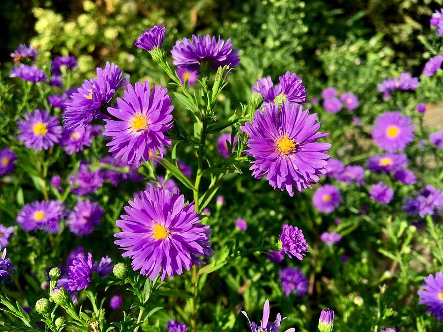 De bloem is welkom in de herfsttuin als aanvulling op moeders