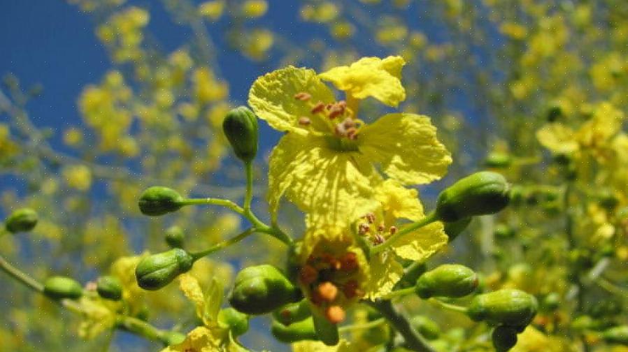 Het doel van mannelijk stuifmeel is om vrouwelijke plantendelen te bestuiven