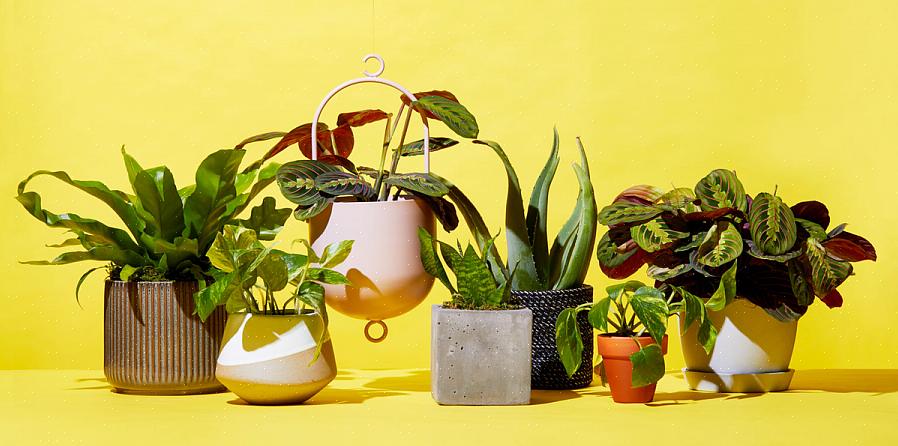 De werkelijke bloemen op deze planten zijn onbeduidend - het zijn de grote rode schutbladen die de bloemen