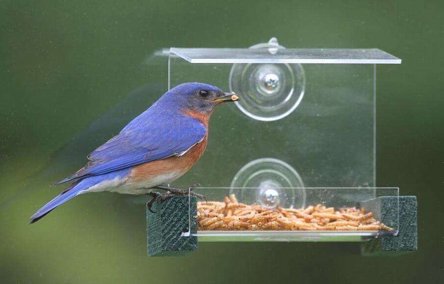Bluebirds zijn lijsters
