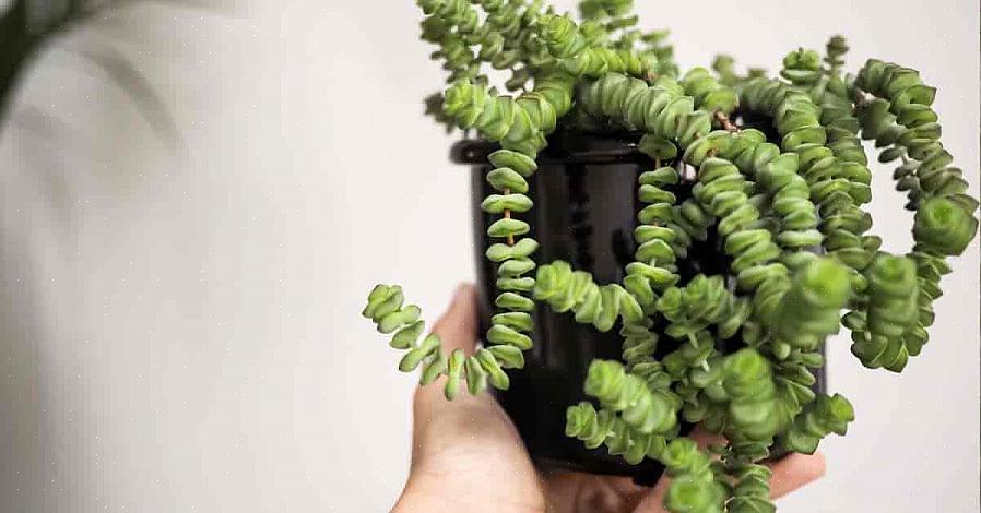 Vormen van hun bladeren lenen Crassula-planten zich voor zeer beschrijvende veel voorkomende namen