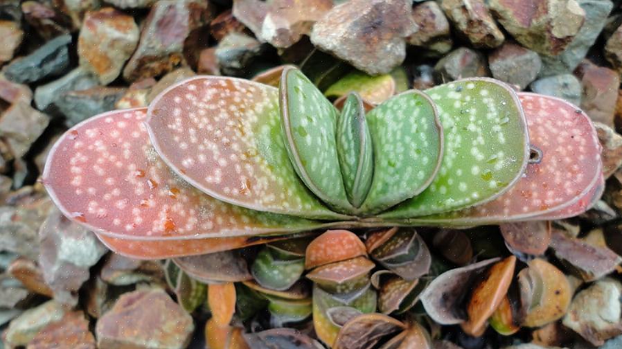 Gasteria-planten zijn vatbaar voor schimmelinfecties