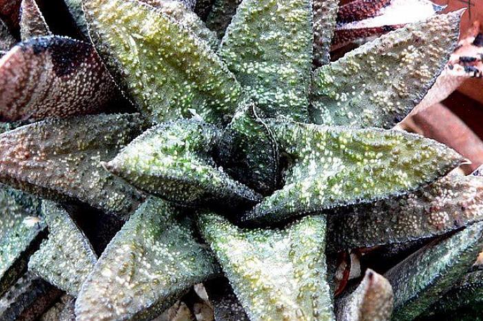 Gasteria-planten houden van meer organisch materiaal in hun grond dan de meeste vetplanten