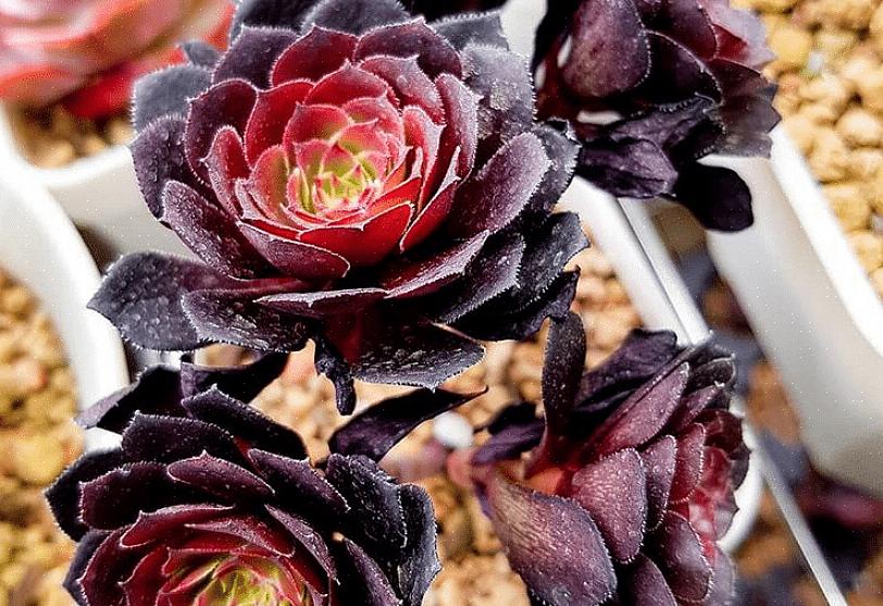 Vergeleken met sommige van de meer esoterische planten