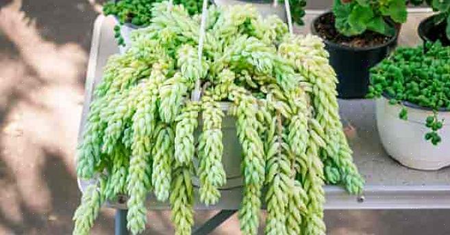 Gemakkelijk te kweken vetplant met rijen vlezige