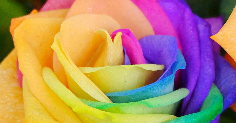 Je kunt een regenboog van rozen kweken