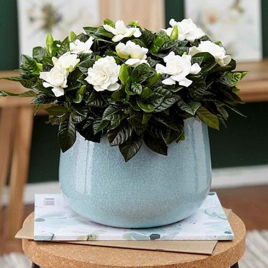 Bewaar een paar geurende geraniums in de keuken bij helder licht