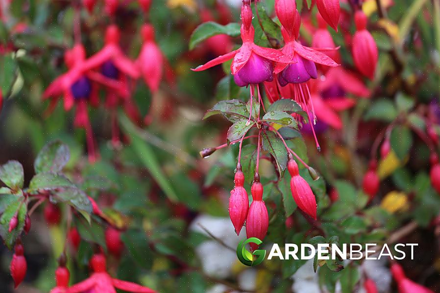 De exotische bloemen van "Swingtime" fuchsia's zullen uw hanging baskets met bloesems sieren van juni