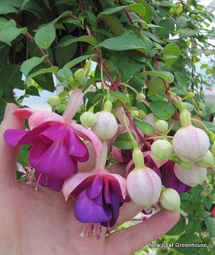 Fuchsia "Alba" is een elegante toevoeging aan de witte bloementuin